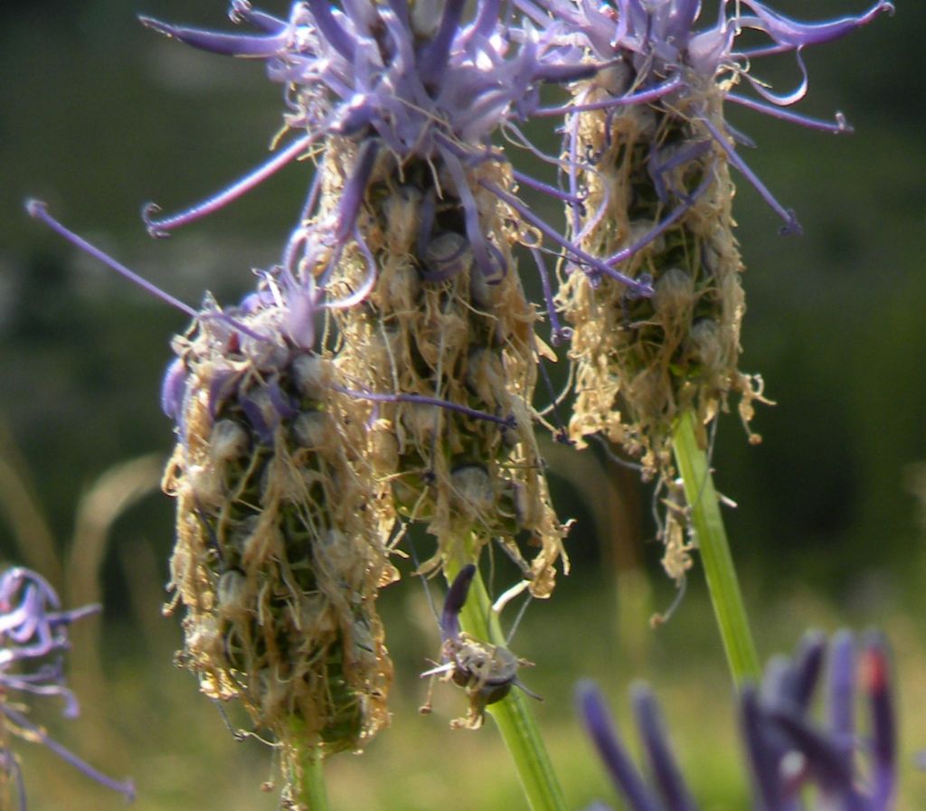 Phyteuma betonicifolium